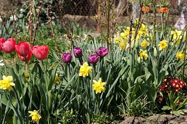 w ogródku ... #kwiaty #ogród #wiosna #tulipany #narcyze #żonkile