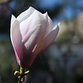 Magnolia rozkwitajaca