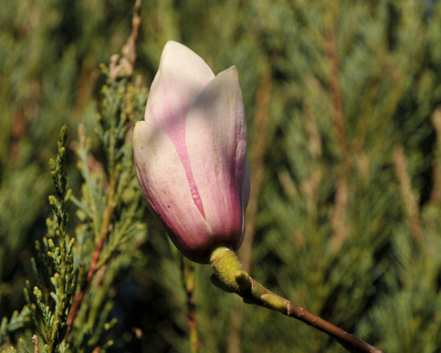 Magnolia rozkwitajaca