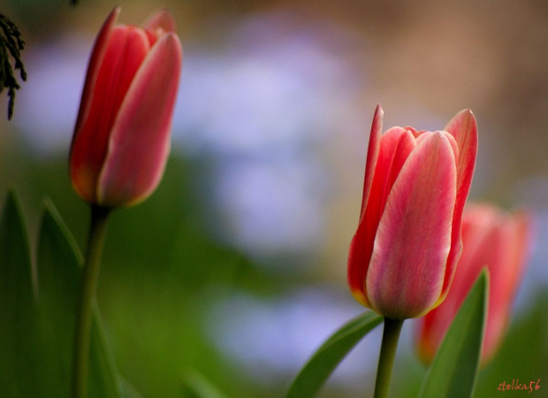 Kochani wiecie, że ja nie lubię zimy i dlatego sięgam do szuflady ... :))))) #kwiaty #tulipany #ogród #wiosna #makro