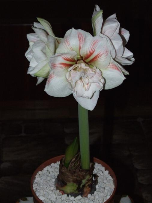 odmiana 'Nymph' - 27 grudnia 2009 #amarylis #Hippeastrum #hydroponika #Nymph