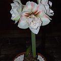 odmiana 'Nymph' - 27 grudnia 2009 #amarylis #Hippeastrum #hydroponika #Nymph