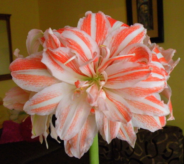 Hippeastrum 'Dancing Queen'