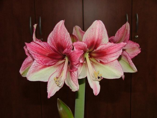 odmiana 'Tosca' - 28 grudnia 2009 #amarylis #Tosca #Hippeastrum #hydroponika