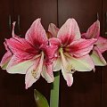 odmiana 'Tosca' - 28 grudnia 2009 #amarylis #Tosca #Hippeastrum #hydroponika