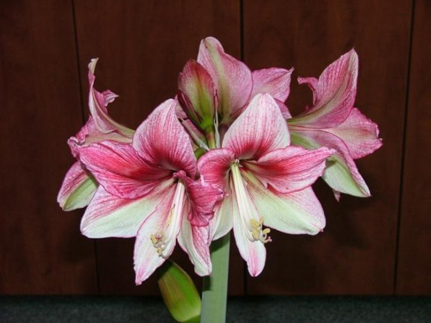 odmiana 'Tosca' - 28 grudnia 2009 #amarylis #Hippeastrum #hydroponika #Tosca