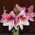 odmiana 'Tosca' - 28 grudnia 2009 #amarylis #Hippeastrum #hydroponika #Tosca