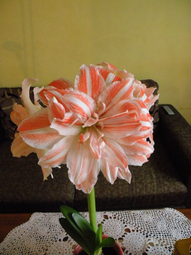 Hippeastrum 'Dancing Queen'