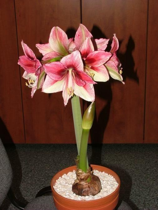 odmiana 'Tosca' - 29 grudnia 2009 #amarylis #Hippeastrum #hydroponika #Tosca