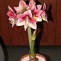 odmiana 'Tosca' - 29 grudnia 2009 #amarylis #Hippeastrum #hydroponika #Tosca