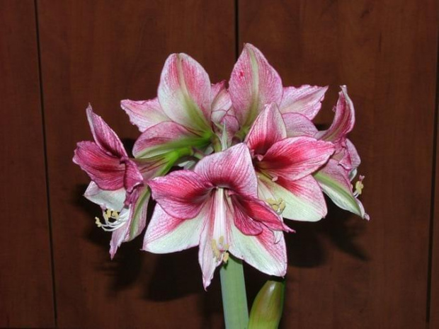 odmiana 'Tosca' - 29 grudnia 2009 #amarylis #Tosca #Hippeastrum #hydroponika