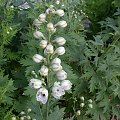 Delphinium Galahad