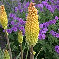 Kniphofia sp. (Hala)