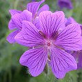 Geranium sp.