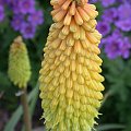 Kniphofia sp. (Hala)