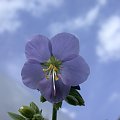 Polemonium caeruleum