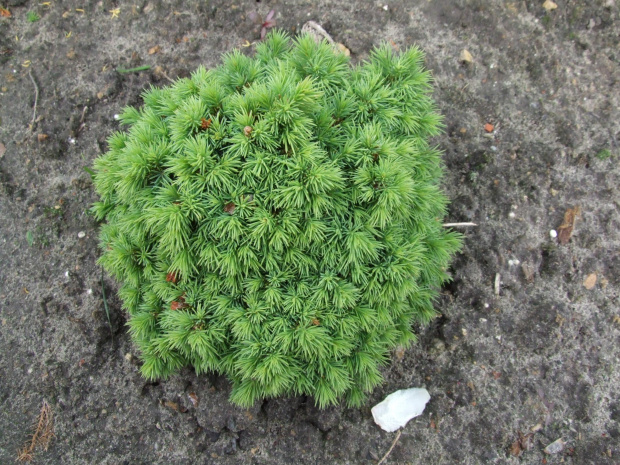 P. glauca 'Tiny'