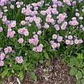 Erigeron x hybridum