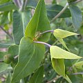 Euphorbia lathyris