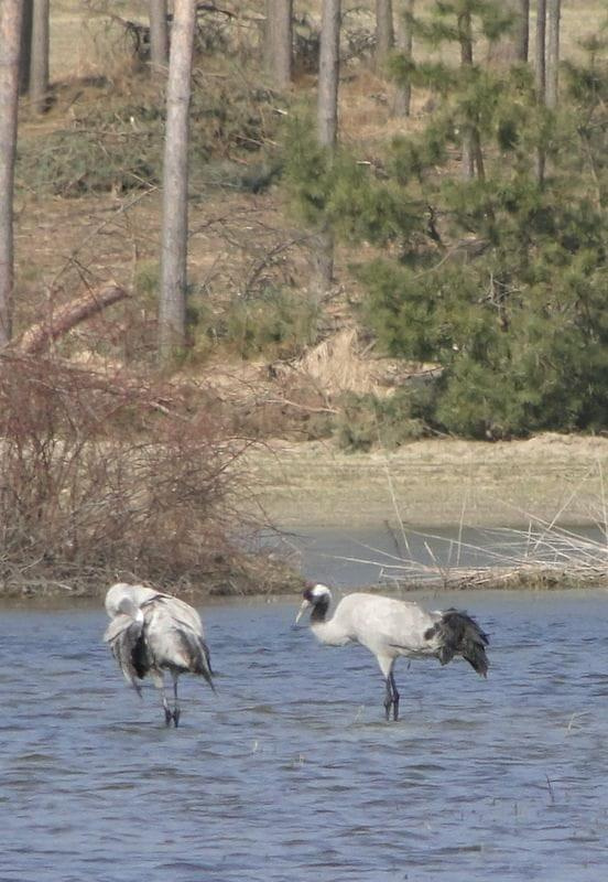 Żuraw zwyczajny - Grus grus . Data : 22.03.2011. Miejscowość : Piaski Wielkopolskie