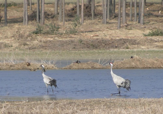 Żuraw zwyczajny - Grus grus . Data : 22.03.2011. Miejscowość : Piaski Wielkopolskie