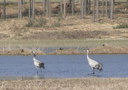 Żuraw zwyczajny - Grus grus . Data : 22.03.2011. Miejscowość : Piaski Wielkopolskie