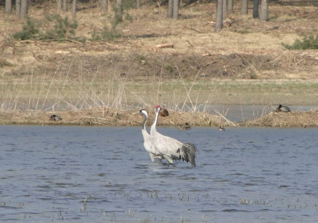 Żuraw zwyczajny - Grus grus . Data : 22.03.2011. Miejscowość : Piaski Wielkopolskie