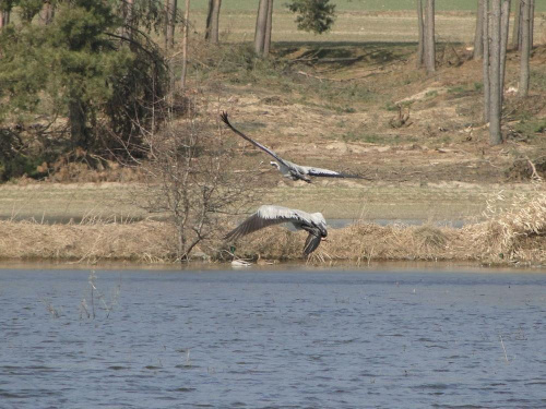 Żuraw zwyczajny - Grus grus . Data : 22.03.2011. Miejscowość : Piaski Wielkopolskie