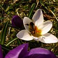 krokusiki z mojego ogródka ... #krokusy #kwiaty #wiosna #ogród #przyroda