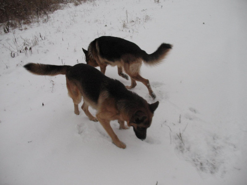Psy na śniegu