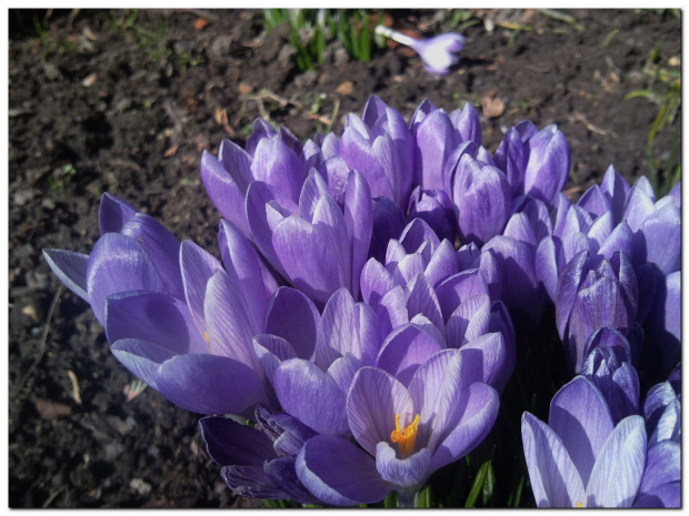 #krokus #krokusy #kwiaty #kwiatki #wiosna #ogródek
