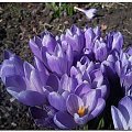 #krokus #krokusy #kwiaty #kwiatki #wiosna #ogródek