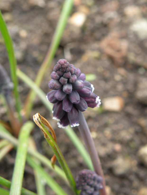 M. latifolium (zawirusowany?) - 26.03.2009