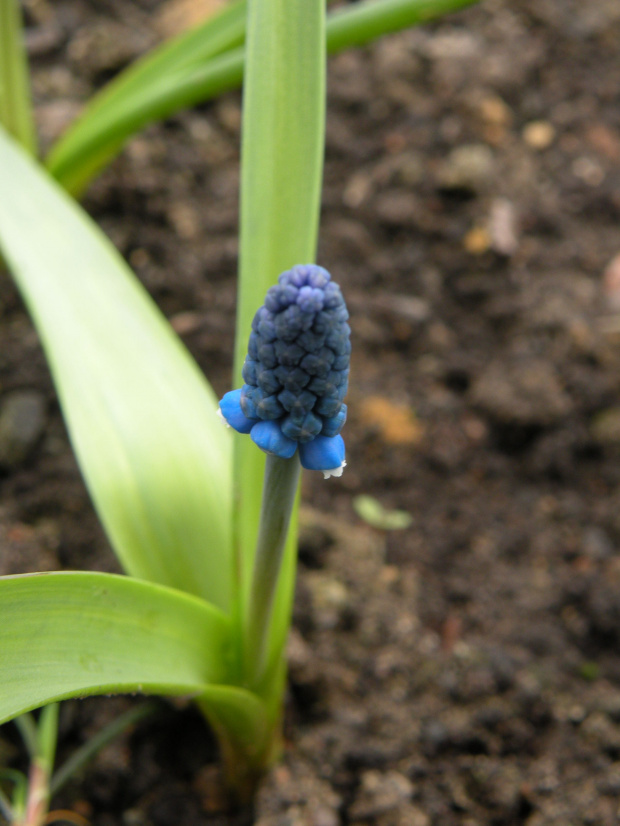 M. aucheri 'Blue Eyes' - 26.03.2009