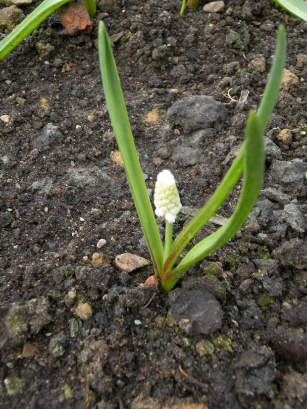 M. aucheri 'Whiite Beauty' - 26.03.2009