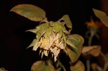 słonecznik i #kwiaty #kwiat #słonecznik #słoneczniki