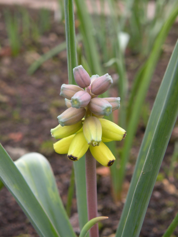 M. macrocarpum - 26.03.2009