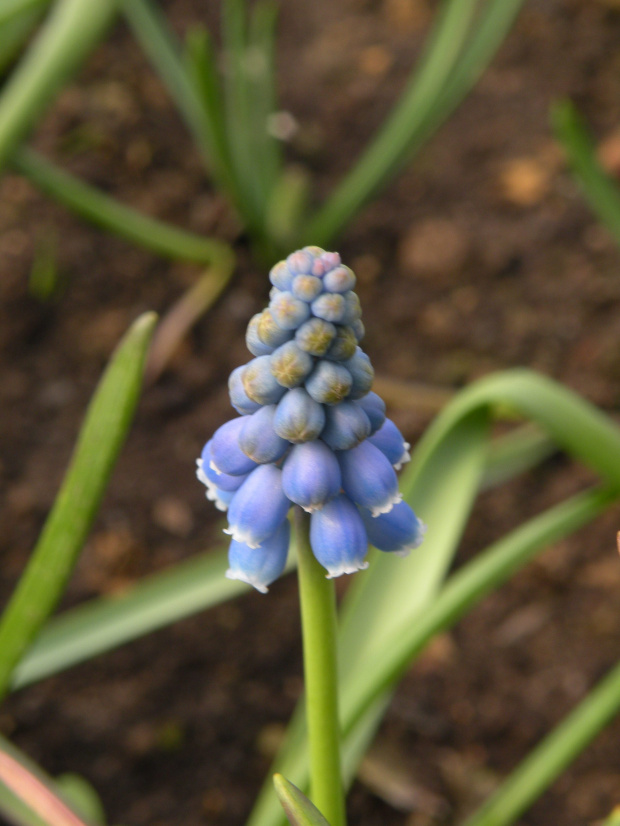 M. armeniacum 'Blue Pearl' - 26.03.2009