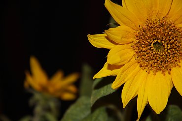 słonecznik i #kwiaty #kwiat #słonecznik #słoneczniki