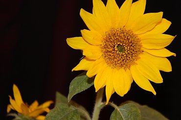 słonecznik i #kwiaty #kwiat #słonecznik #słoneczniki