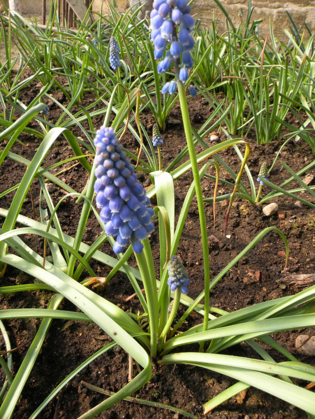 M. armeniacum 'Blue Pearl' - 22.04.2009
