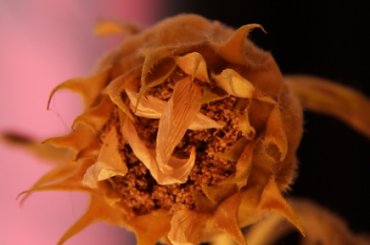 słonecznik i #kwiaty #kwiat #słonecznik #słoneczniki