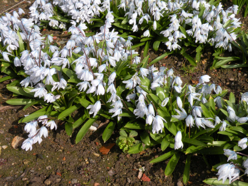 Scilla tubergeniana