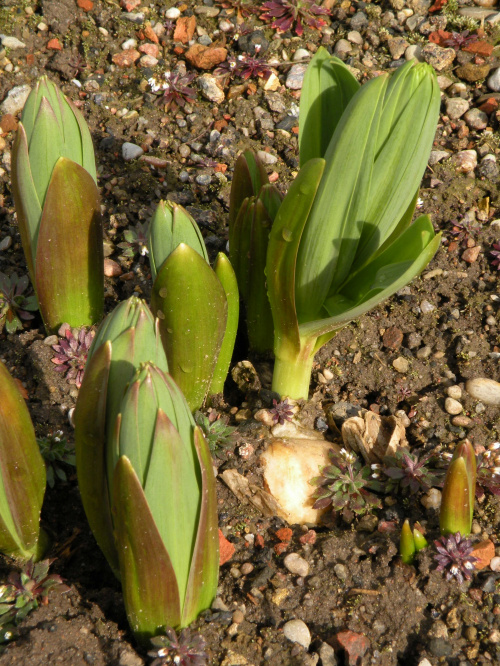 Fritillaria