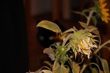 słonecznik i #kwiaty #kwiat #słonecznik #słoneczniki