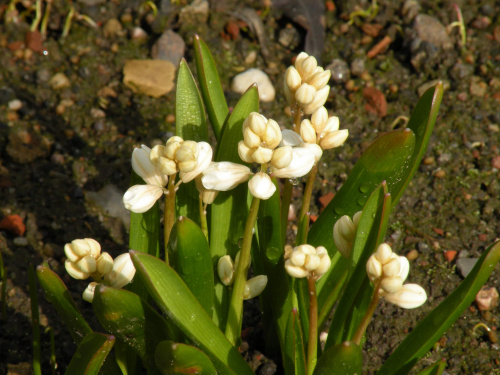 Puschkinia scilloides 'Alba'