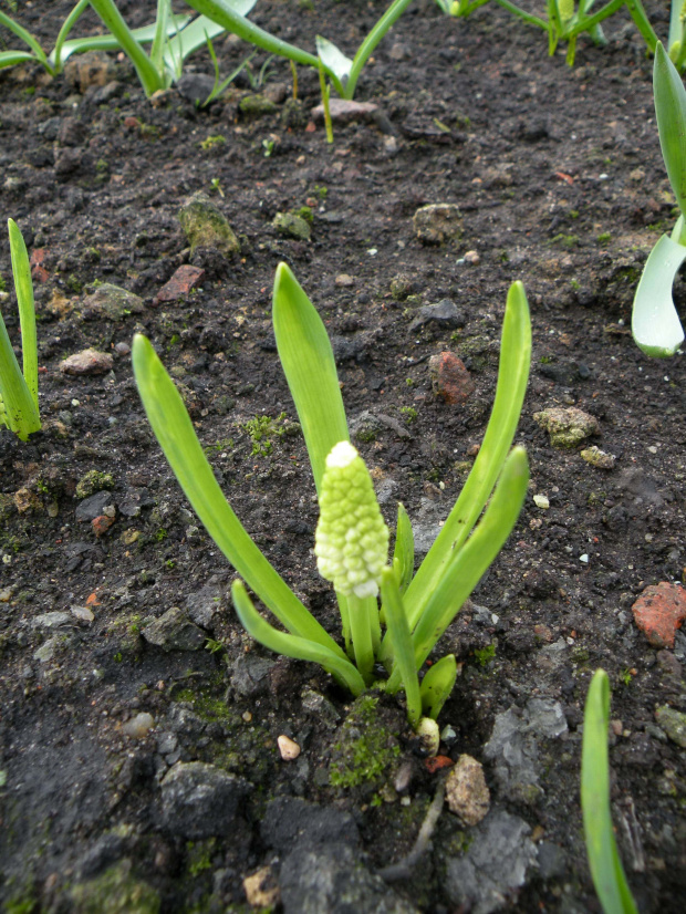 M. botryoides 'Album' - 26.03.2009