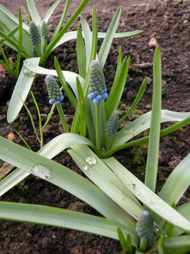 M. aucheri 'Blue Magic' - 26.03.2009