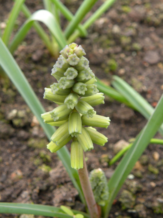 M. macrocarpum 'Golden Fragrance' - 26.03.2009