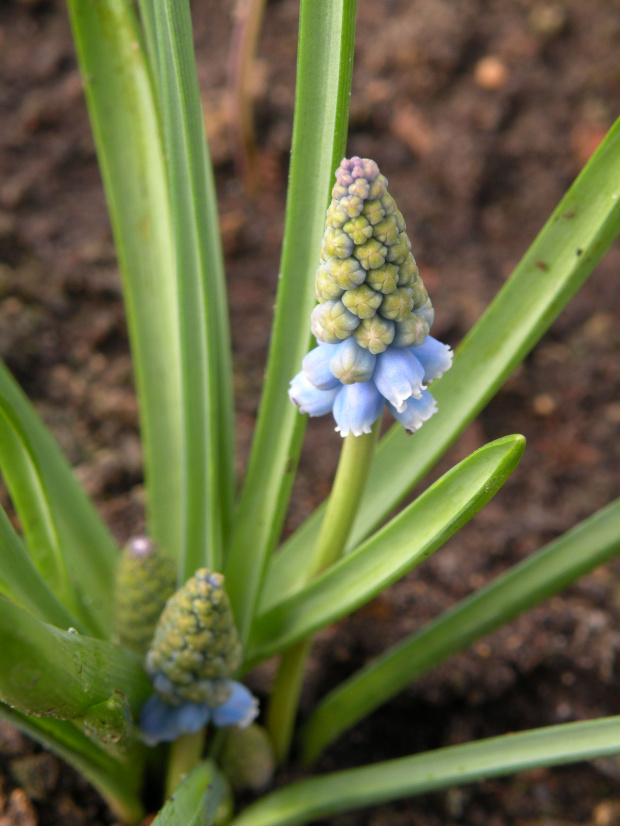 M. armeniacum 'Atlantic' - 26.03.2009